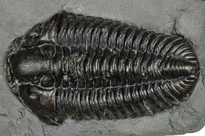 Calymene Niagarensis Trilobite Fossil - New York #357082